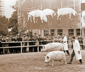 Agricultural breeding show on the agra site in Leipzig-Markkleeberg Agricultural breeding show on the agra site in Leipzig-Markkleeberg